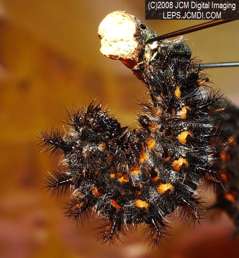 Chalcedon Checkerspot (Euphydryas chalcedona) larvae (pre-pupa) preparing to pupate